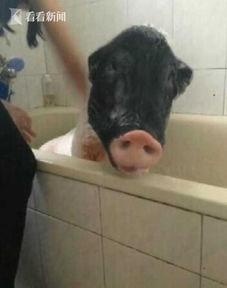 大猪猪吃瓜视频免费观看,揭秘热门视频背后的趣味故事 第3张 大猪猪吃瓜视频免费观看,揭秘热门视频背后的趣味故事 第3张