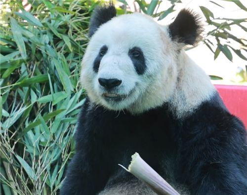 熊猫丫丫最新爆料消息,揭秘幕后真相与精彩瞬间  第3张